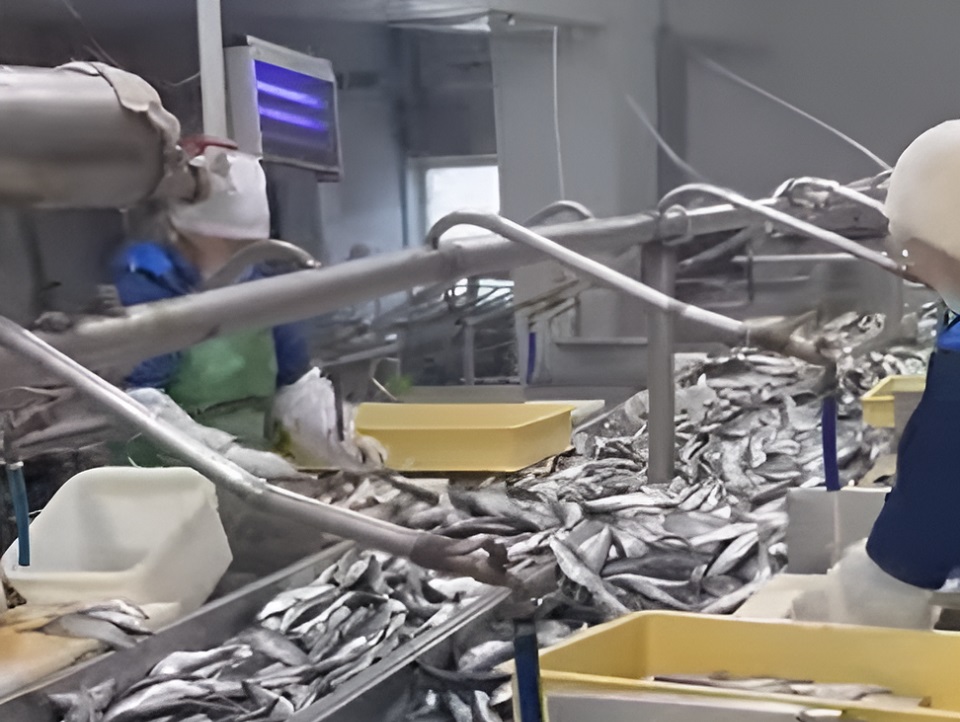Оборудование рыбного цеха